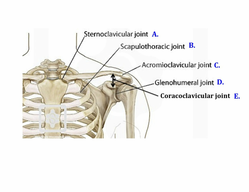 Shoulder Joint Anatomy Diagram Easy - A Frozen Shoulder in a Hot Summer
